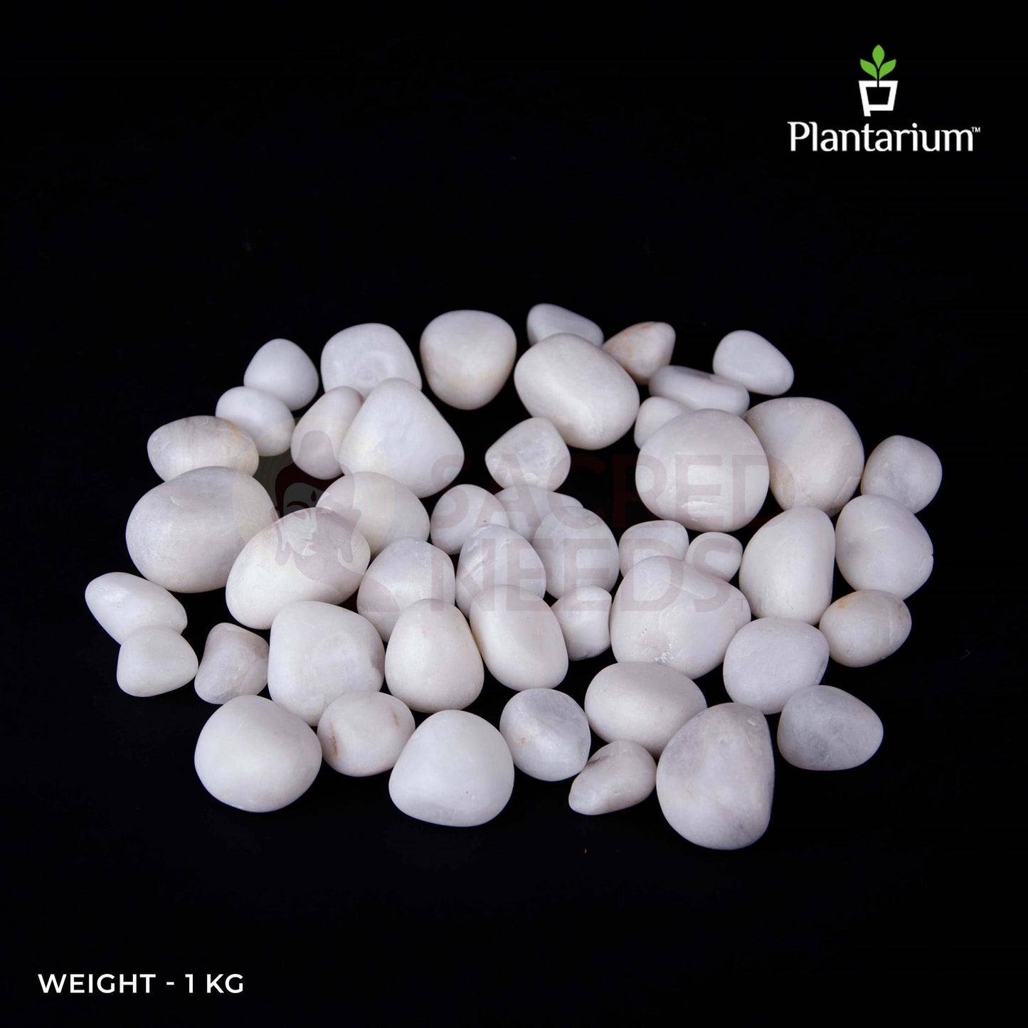 White Quartz Pebbles | Natural Decorative Stones for Planters, Terrariums, Garden & Craft Projects
