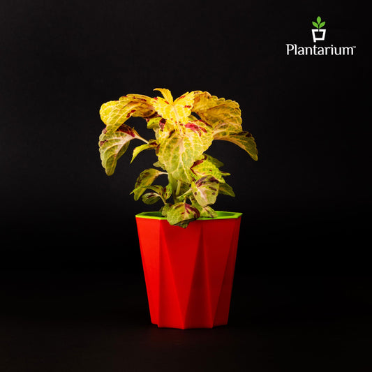 PVC DAIMANTI SELF-WATERING POT