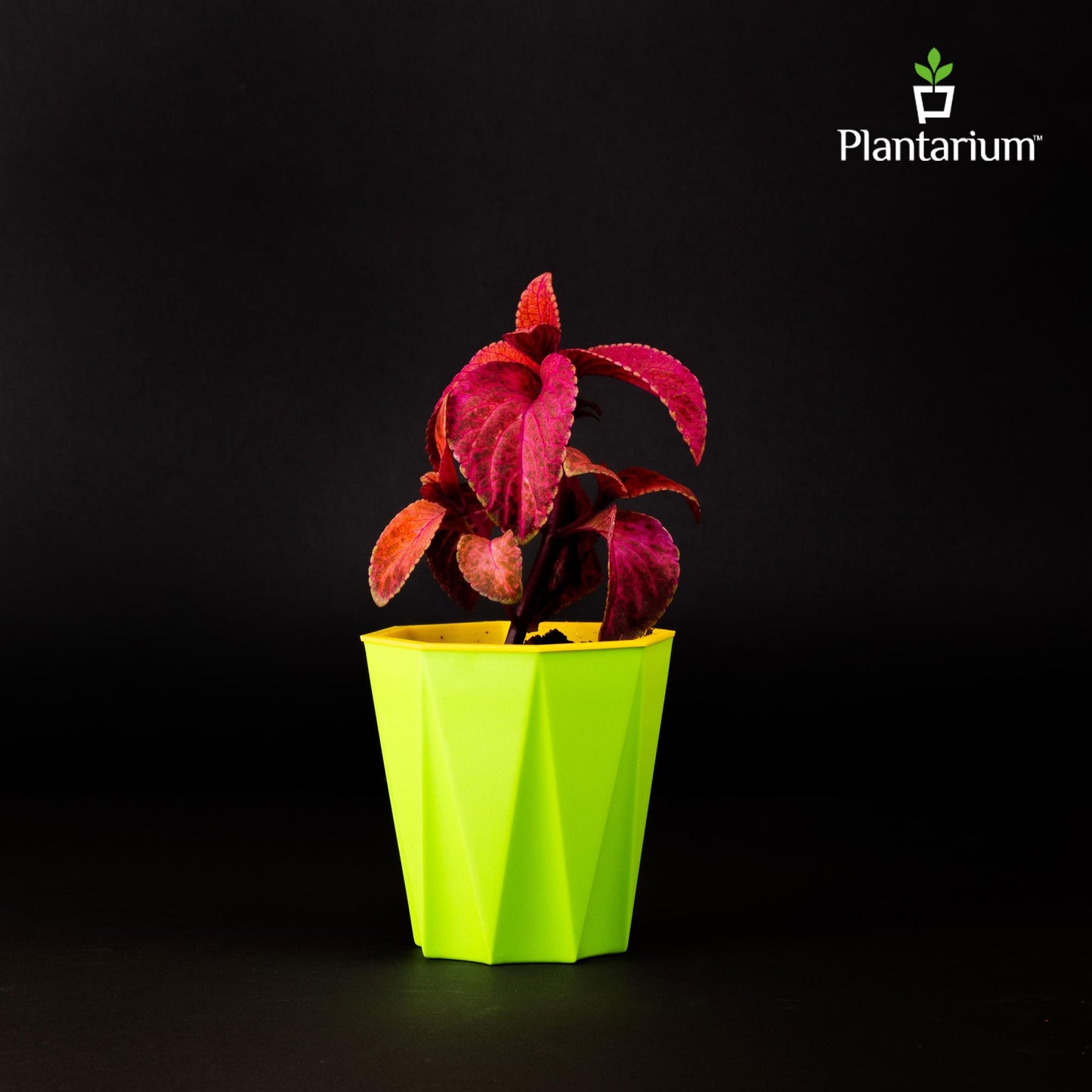 PVC DAIMANTI SELF-WATERING POT WITH WINDOW