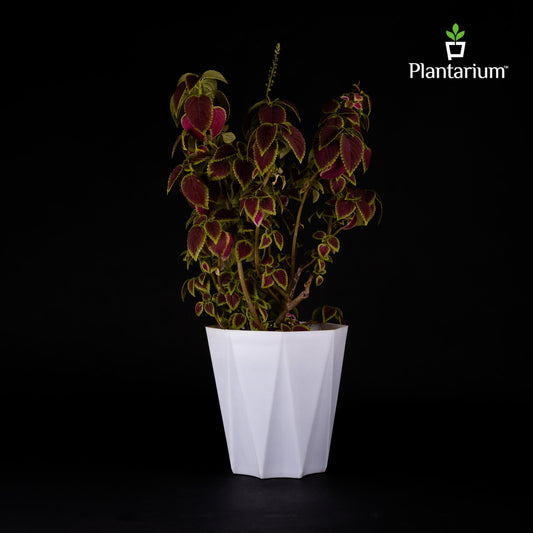 PVC DAIMANTI POT