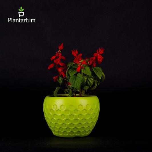 PVC 182A DAFFODIL POT WITH STAND