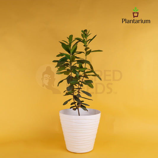 PVC 210 MATRIX POT