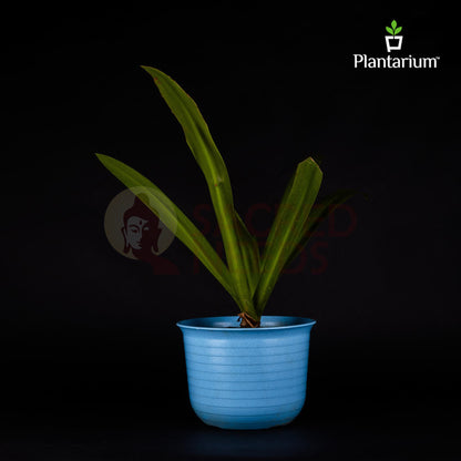 PVC H-TOPAZ POT