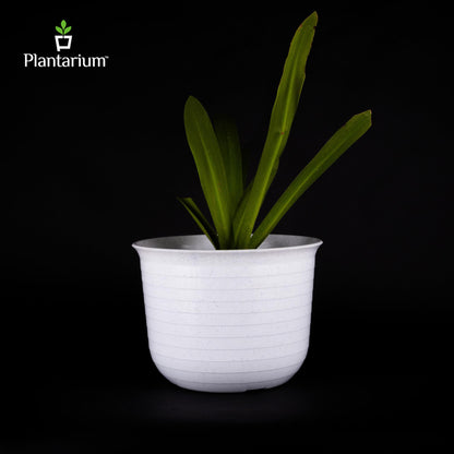 PVC H-TOPAZ POT