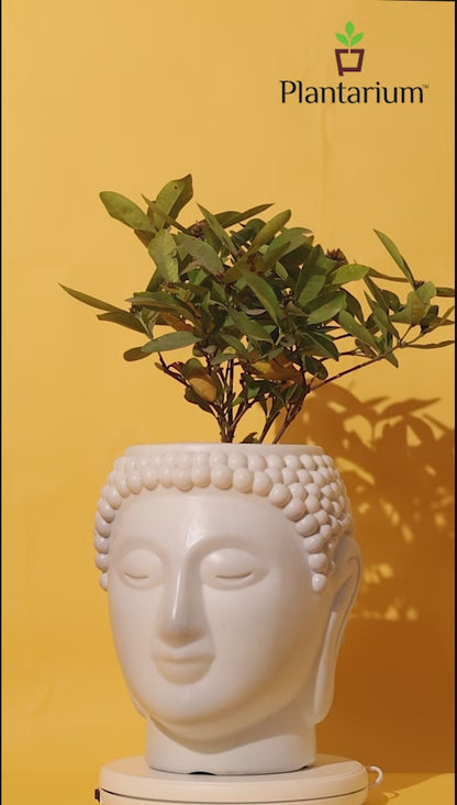 PVC 2807 BUDDHA POT