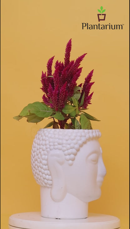 PVC 2799 BUDDHA POT