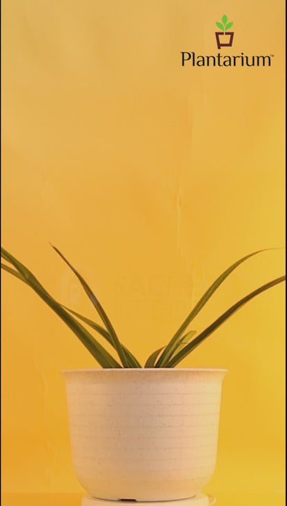 PVC H-TOPAZ POT